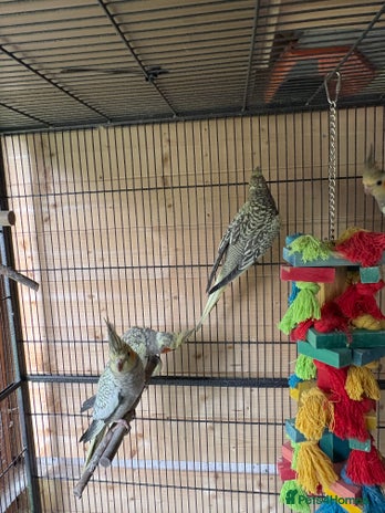 Cockatiels birds for sale - Advert 3