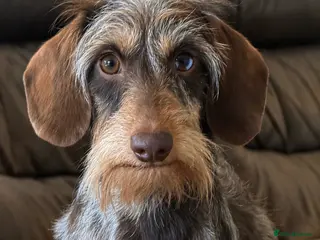 Dachshund dogs Kc registered miniature wire haired dachshunds - Advert 17