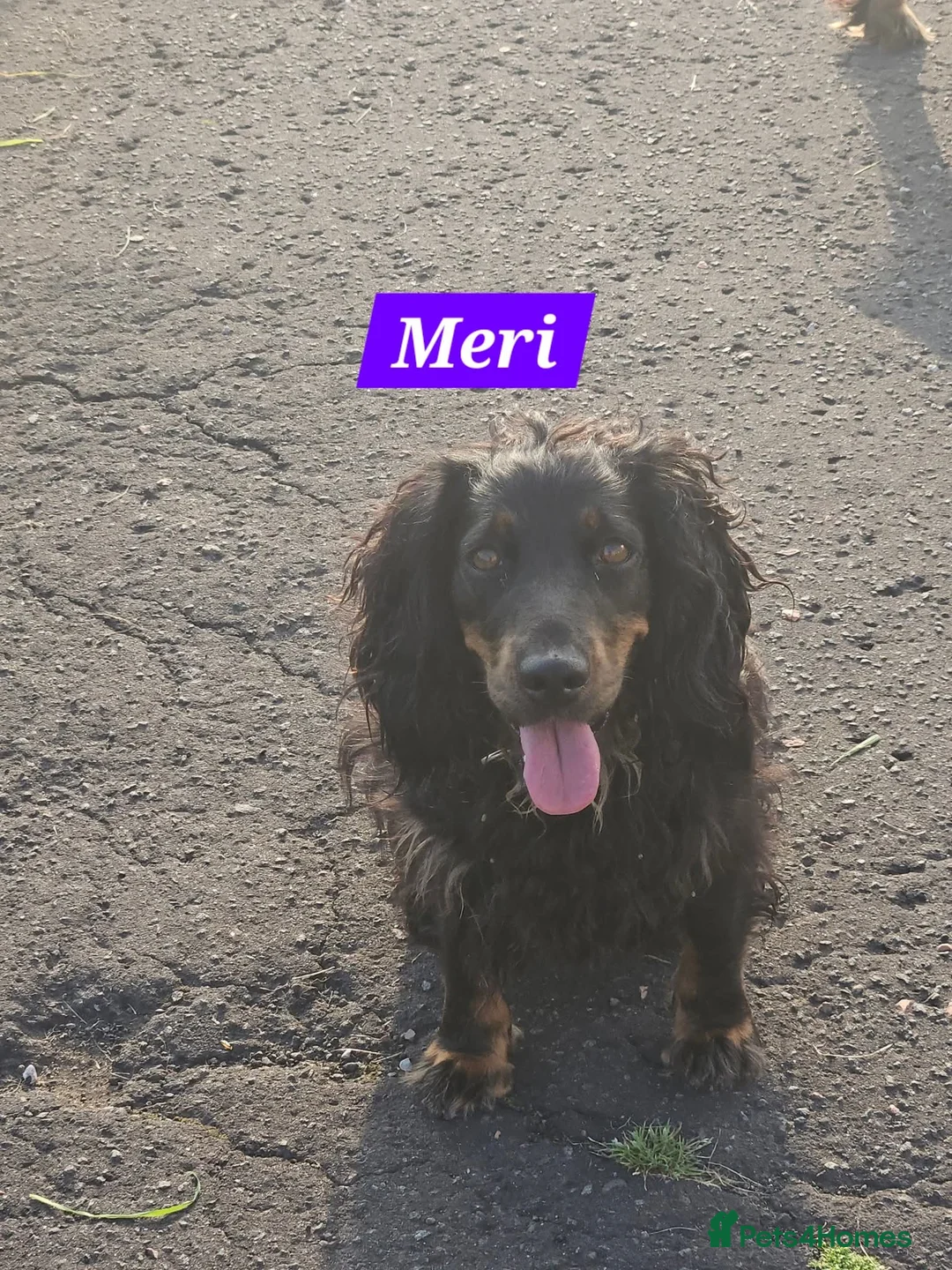 Cocker Spaniel dogs for sale: English cocker spaniel working strain - Advert 1