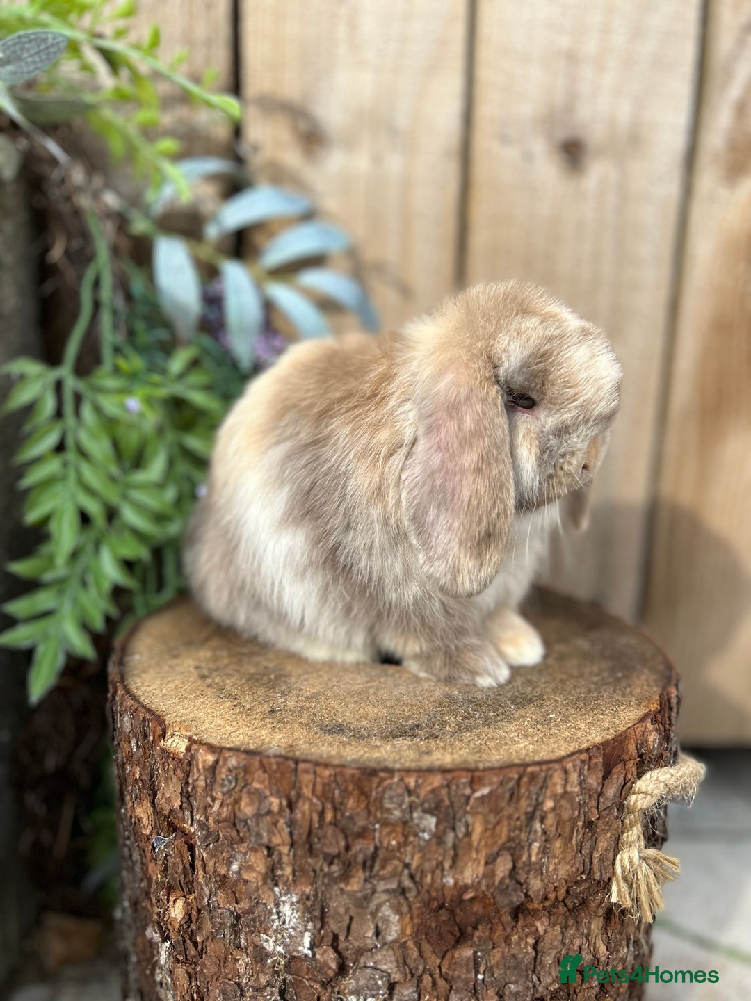 Mini Lop rabbits for sale: ⭐️ FRIENDLY PUREBRED MINI LOP BUNNIES ⭐️ - Image 9