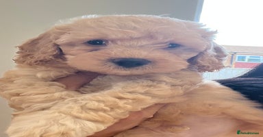 Cavapoochon dogs - Advert 1