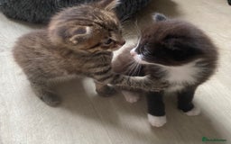 British Shorthair cats for sale: Kittens  - Image 1