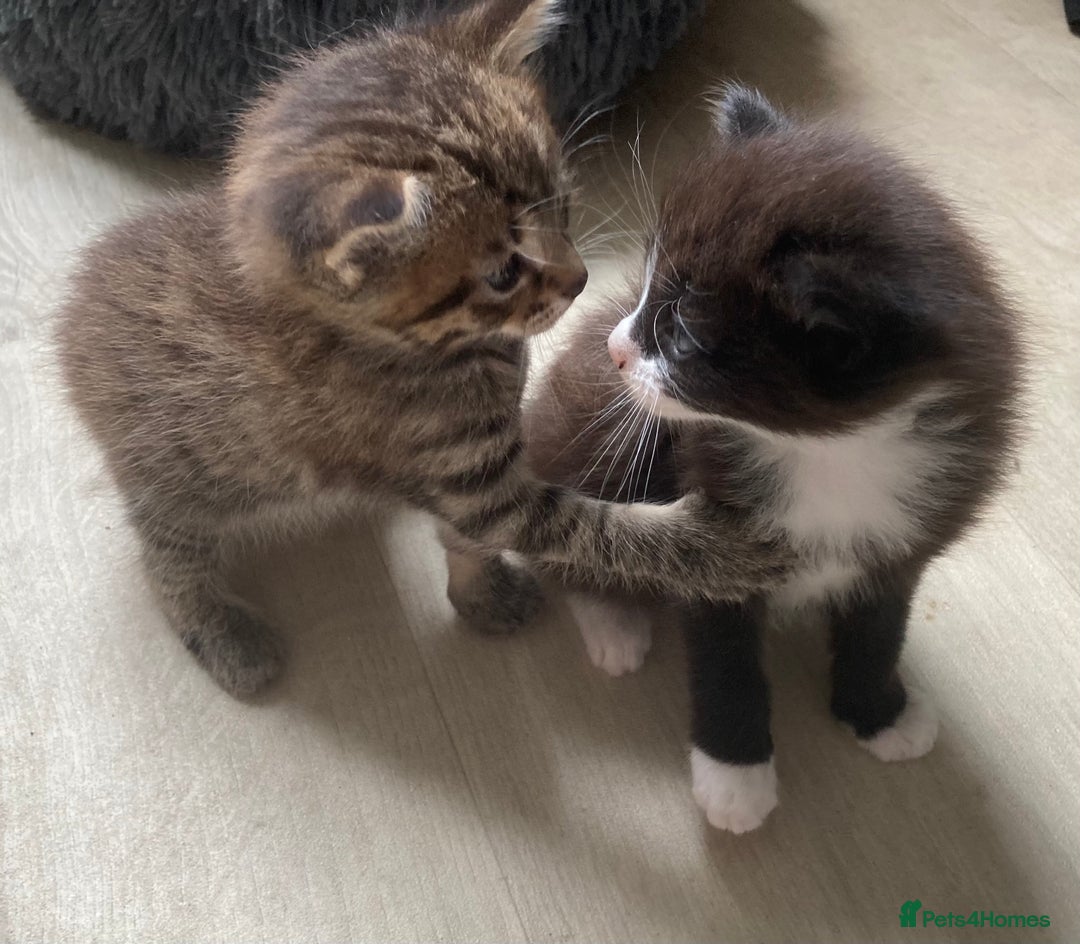 British Shorthair cats for sale: Kittens  - Image 1