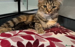British Shorthair cats for sale: British shorthair kittens *ready now* - Image 12