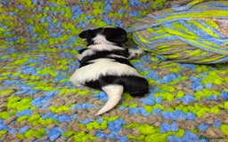 Biewer Terrier dogs for sale: Pure breed Biewer Terrier puppies 4 Generation  - Image 17