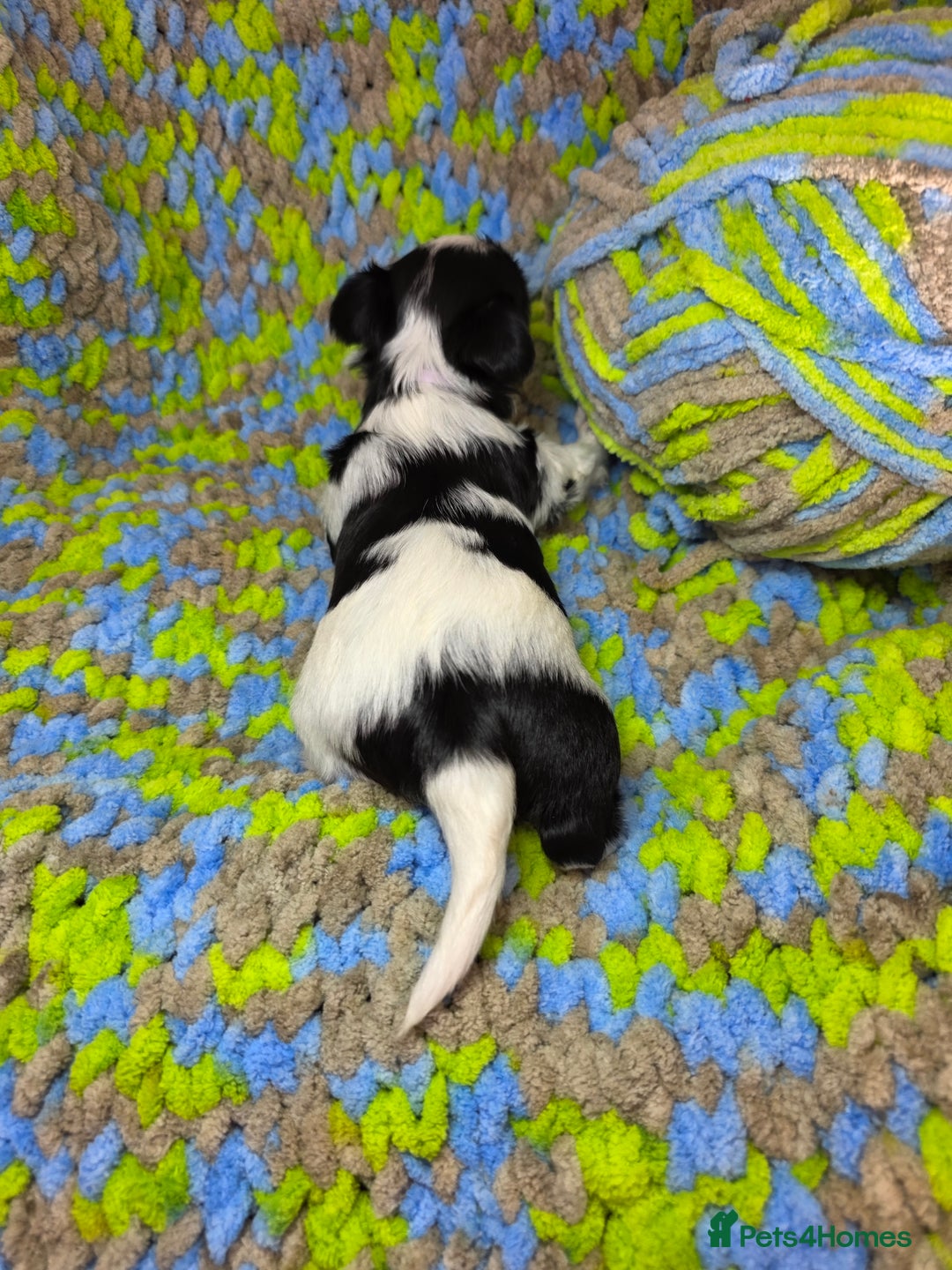 Biewer Terrier dogs for sale: Pure breed Biewer Terrier puppies 4 Generation  - Image 17