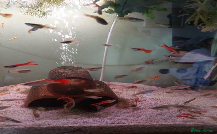 Live Bearers fish - Advert 1