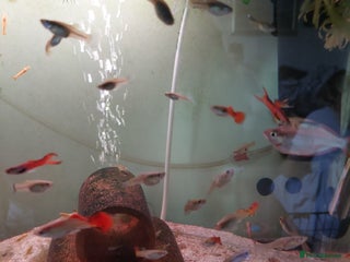 Live Bearers fish - Advert 26