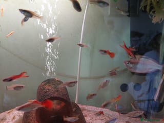 Live Bearers fish Young assorted guppies for sale - Advert 13