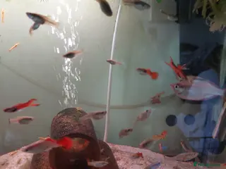 Live Bearers fish Young assorted guppies for sale - Advert 18