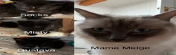 Mixed Breed cats for sale: Beautiful Ragdoll Cross Kittens in Kettering - Advert 9