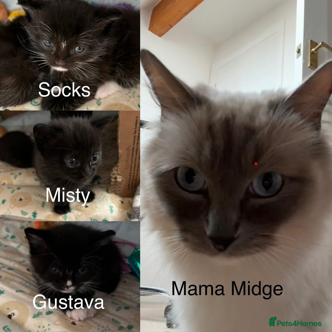 Mixed Breed cats for sale: Beautiful Ragdoll Cross Kittens in Kettering - Advert 9