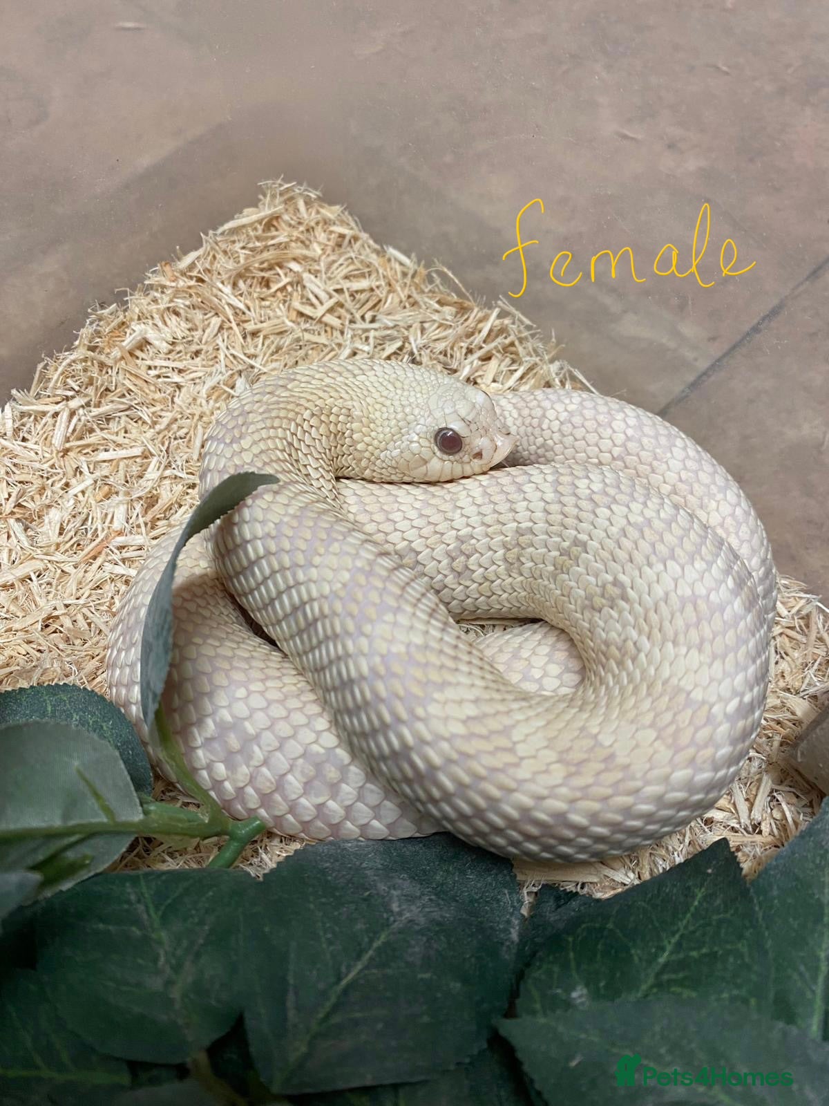Snake reptiles Ready to Breed Pair Hognose CB19 Snow Snakes  - Advert 1