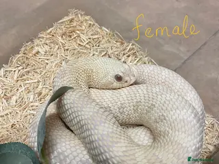 Snake reptiles for sale: Ready to Breed Pair Hognose CB19 Snow Snakes - Advert 2