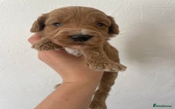 Cockapoo dogs for sale: ⭐️⭐️7 gorgeous toy cockapoo pups F1b ⭐️⭐️🧸 - Image 13