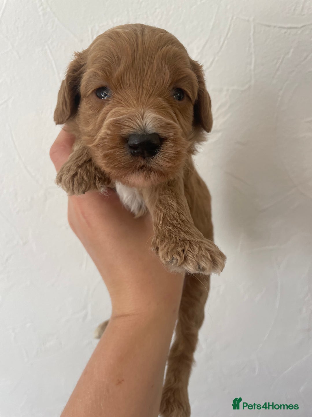 Cockapoo dogs for sale: ⭐️⭐️7 gorgeous toy cockapoo pups F1b ⭐️⭐️🧸 - Image 13