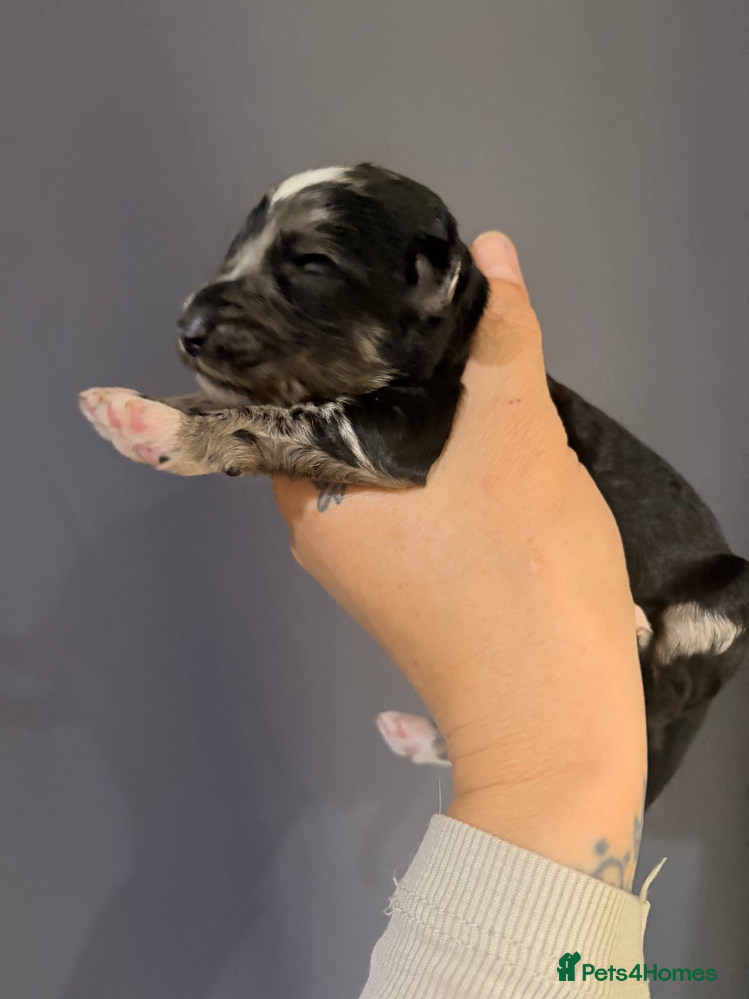 Goldendoodle dogs for sale: Superb litter of Mini Goldendoodle puppies  - Image 9