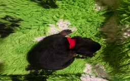 Rottweiler dogs for sale: Rottweiler Puppies  - Image 3