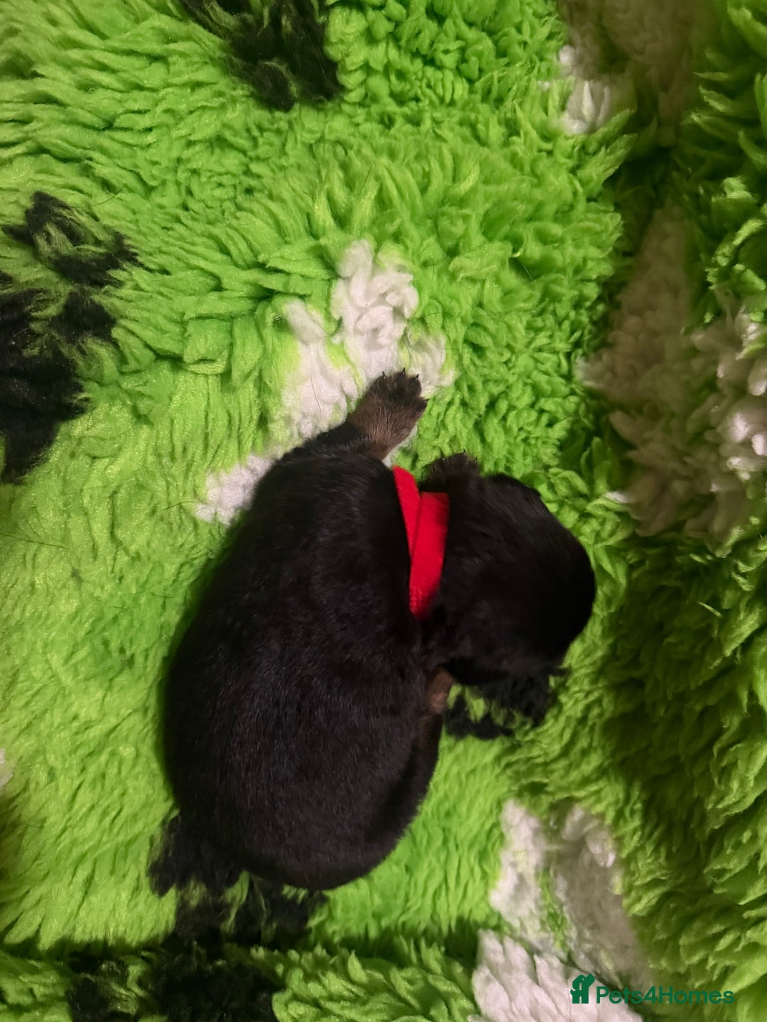 Rottweiler dogs for sale: Rottweiler Puppies  - Image 3