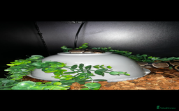 Python Snake reptiles for sale: Python snake - Image 2