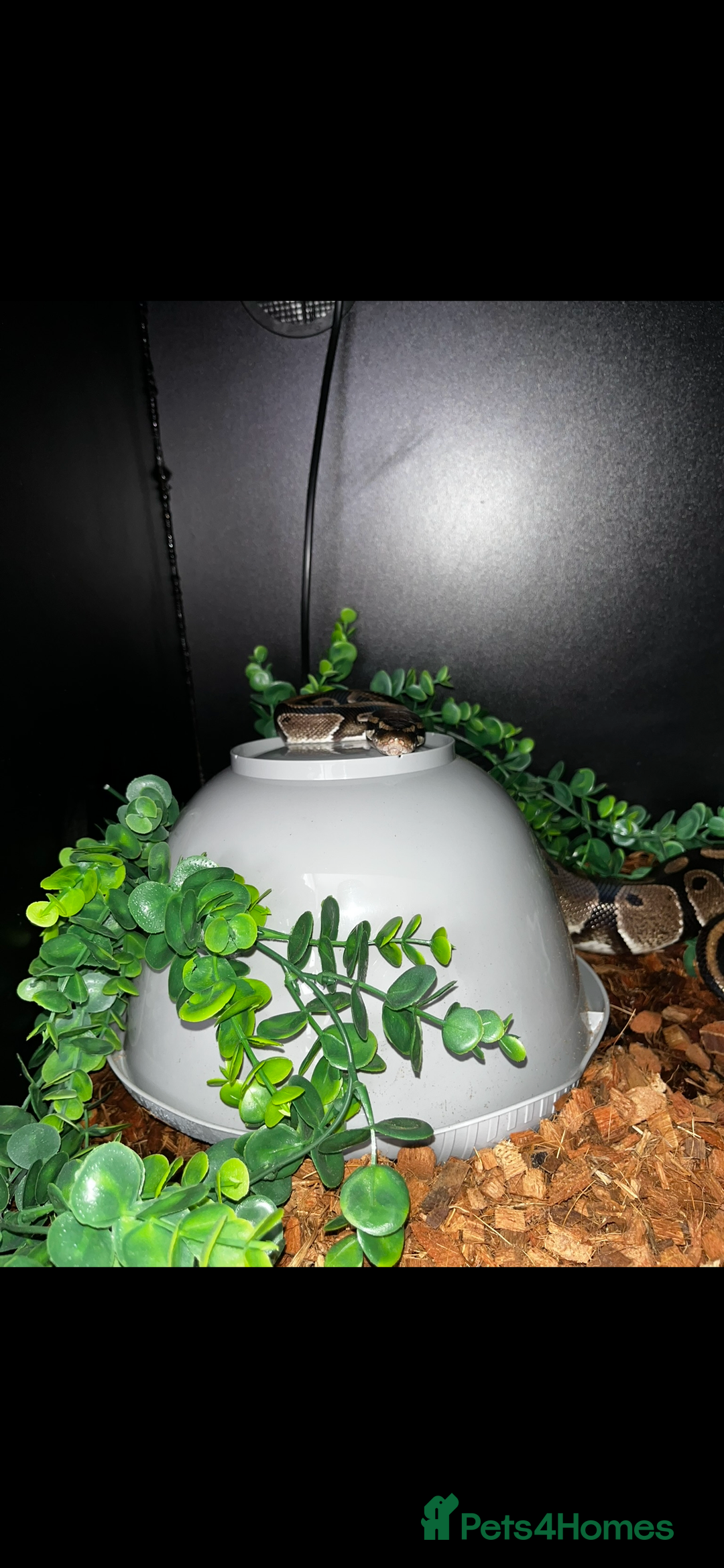 Python Snake reptiles for sale: Python snake - Image 2