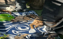 Maine Coon cats for sale: Mainecoon x  - Image 10