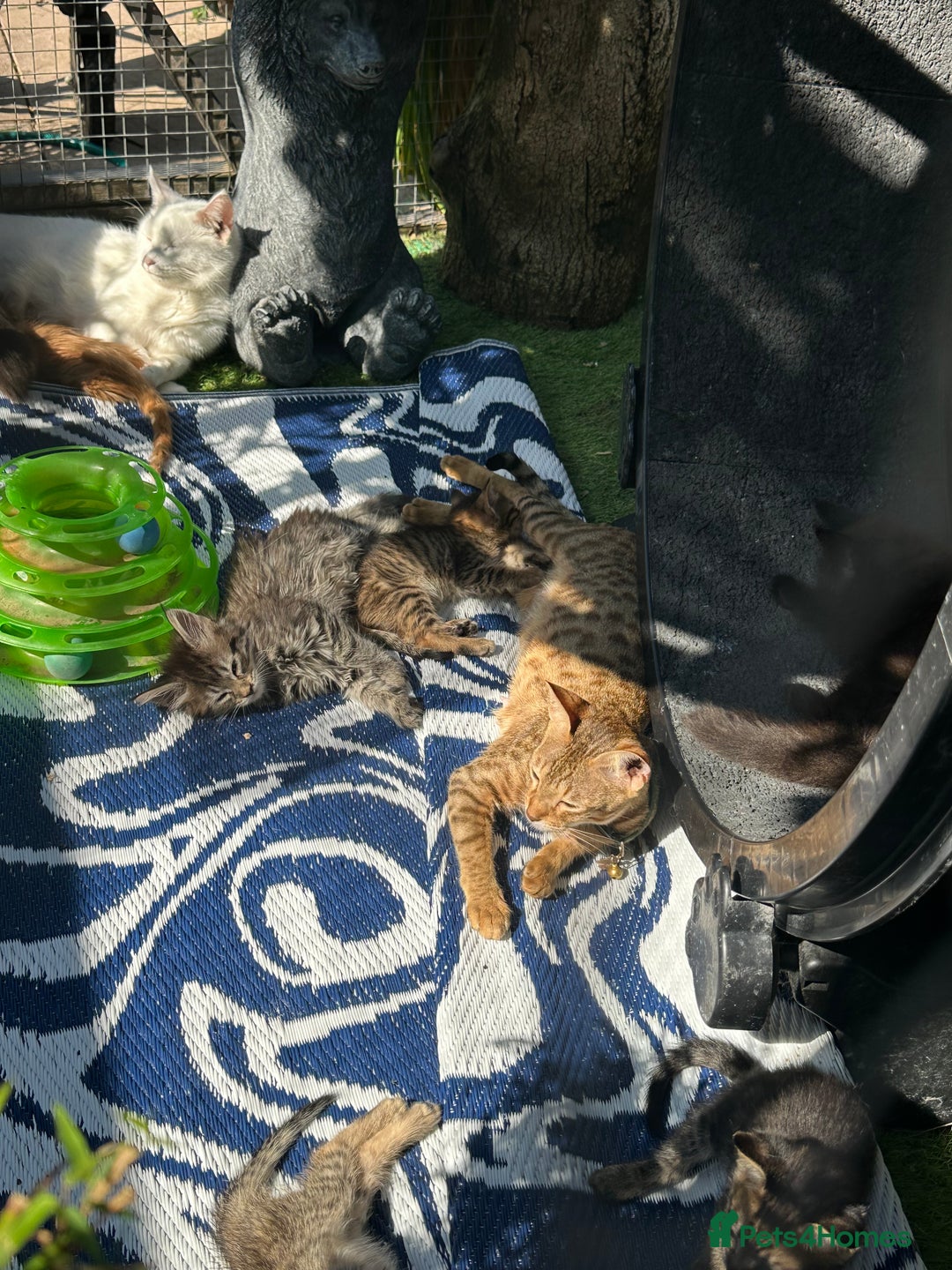 Maine Coon cats for sale: Mainecoon x  - Image 10