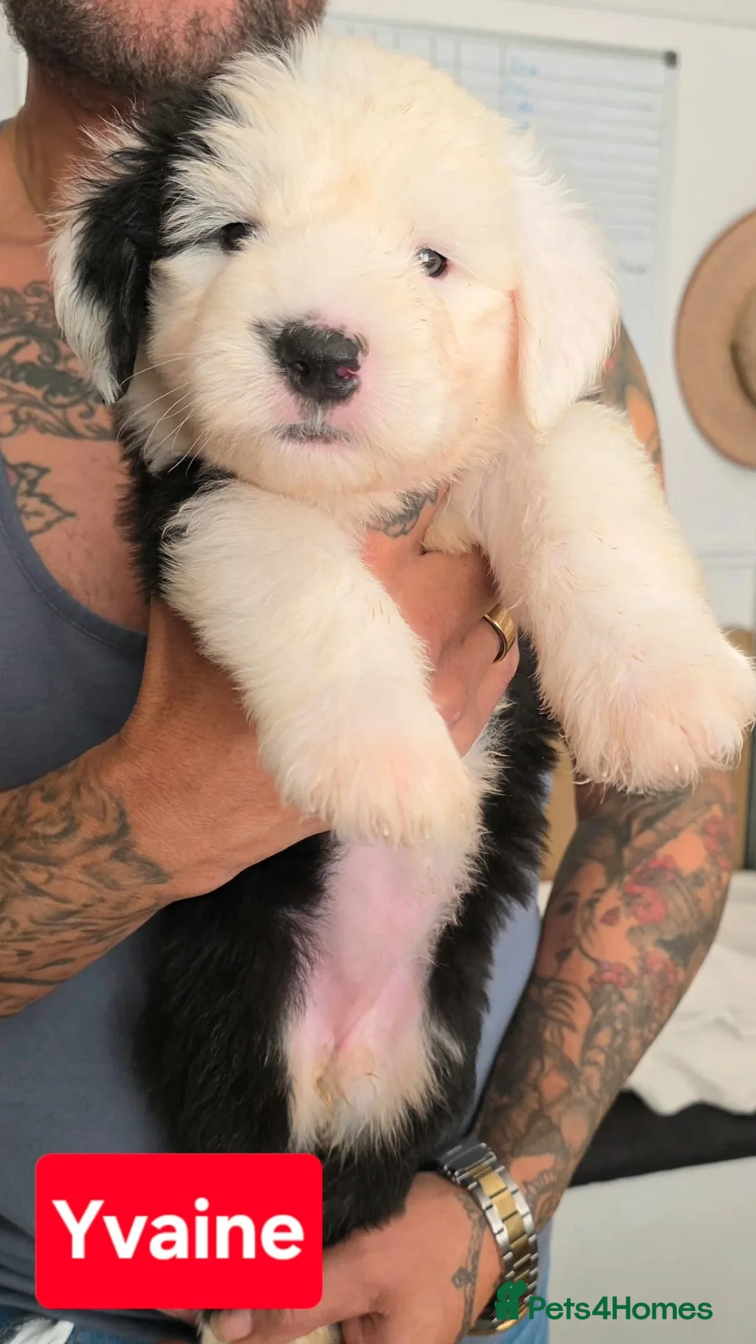 Old English Sheepdog dogs for sale: Stunning OES Puppies  - Advert 9