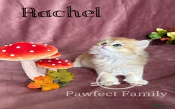 British Shorthair cats for sale: LAST ONE - Show Quality Kittens - Image 2