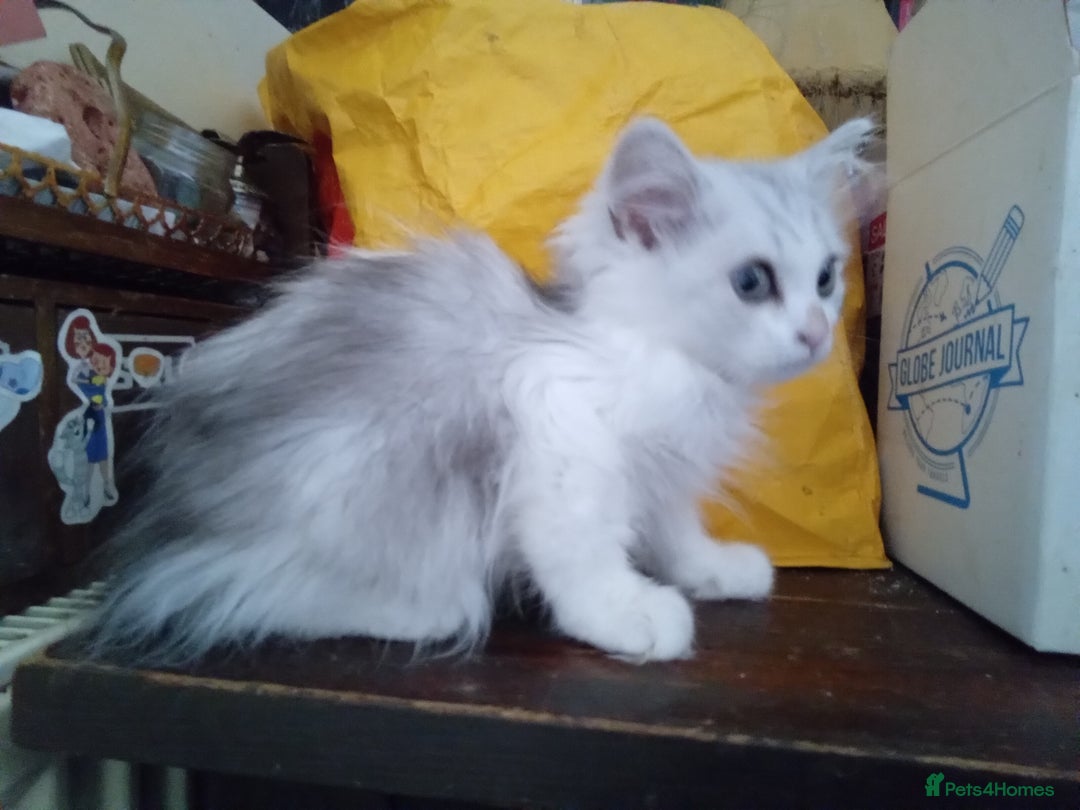 Persian cats for sale: Last Persian chinchilla doll face male - Image 2