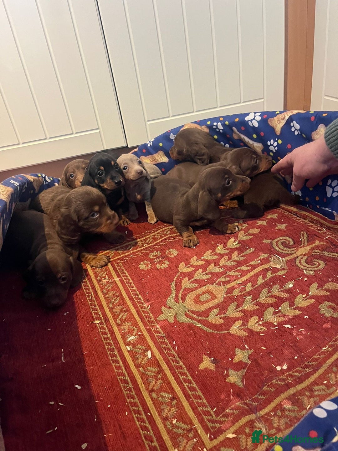 Dachshund dogs for sale: Dachshund - Advert 11