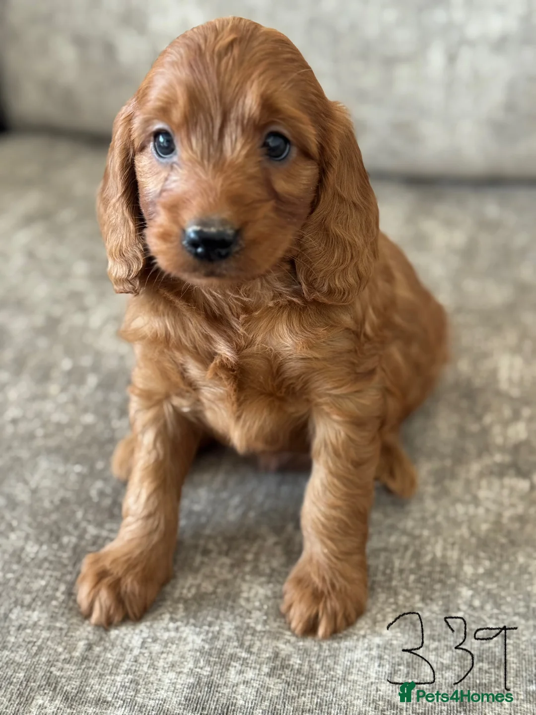 Cockapoo dogs for sale: BEAUTIFUL RED COCKERPOO LITTER  - Advert 6