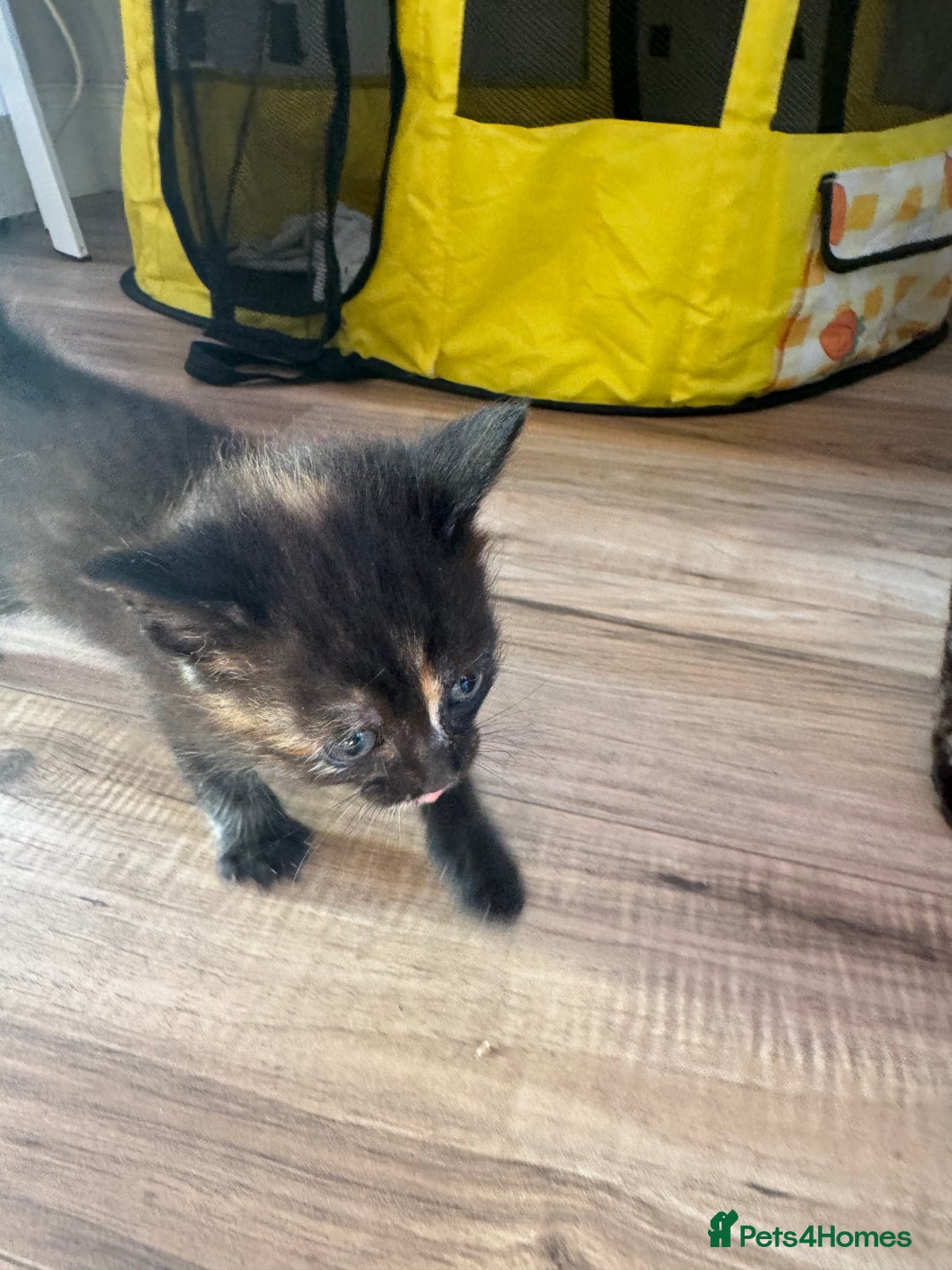 Mixed Breed cats for sale: 3 stunning unique kittens - Image 7
