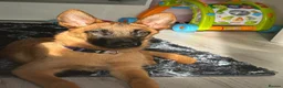Belgian Shepherd Dog dogs for sale: Belgian Malinois puppy  - Advert 4