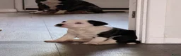 Staffordshire Bull Terrier dogs for sale: STUNNING CHUNKY STAFFY PUPPIES  - Advert 20