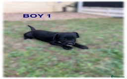 Patterdale Terrier dogs for sale: Patterdale terriers  - Image 3