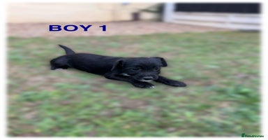 Patterdale Terrier dogs - Advert 9