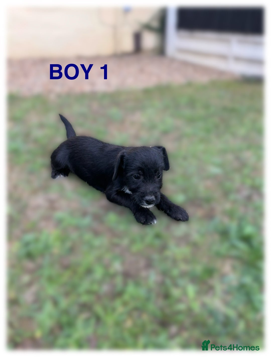 Patterdale Terrier dogs for sale: Patterdale terriers  - Image 3