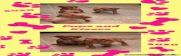 Cockerdor dogs for sale: Fox red Cockerdor pups 🐶 - Advert 3