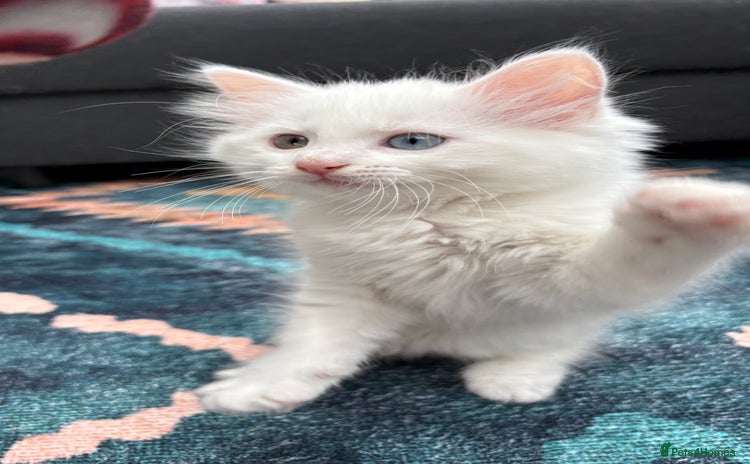 Turkish Angora cats - Advert 1