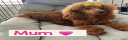 Miniature Poodle dogs for sale: Beautiful Red Miniature Poodle Boy – 4 Months Old  in Rochdale - Advert 10