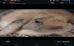 Mini Lop rabbits for sale: Mini lop rabbits  - Image 13