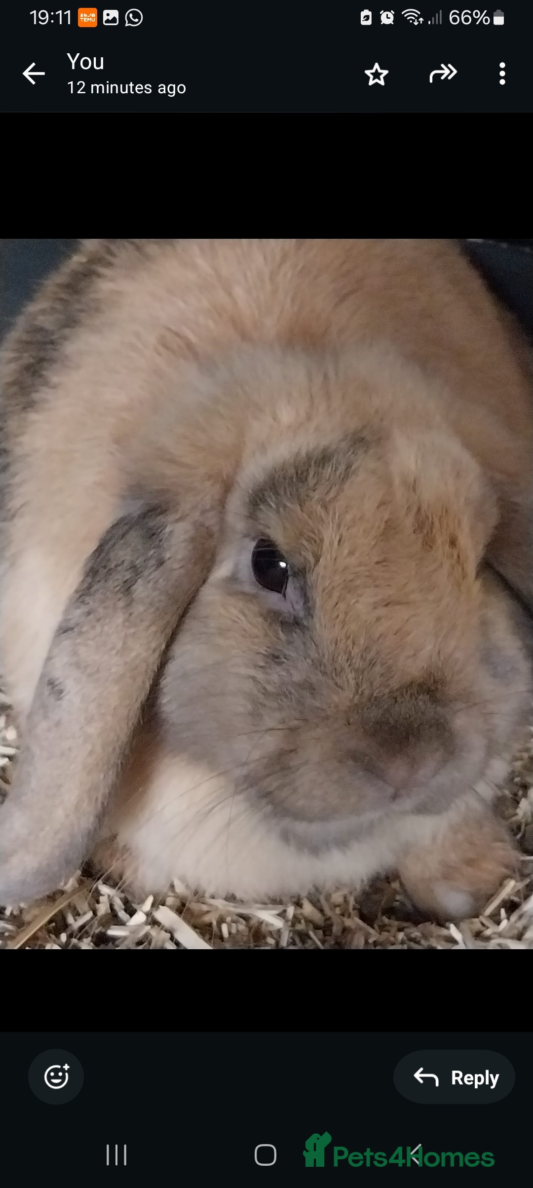 Mini Lop rabbits for sale: Mini lop rabbits  - Image 13