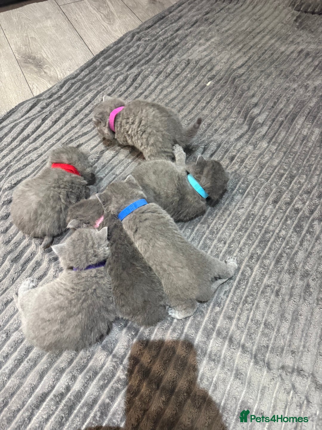 British Shorthair cats for sale: Gorgeous BHS kittens from grand champion gccf stud - Advert 10