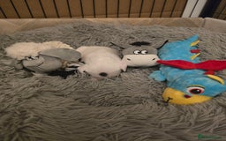 Miniature Bull terrier dogs for sale: Miniature Bull Terrier  - Image 4
