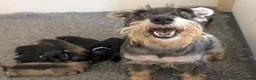 Miniature Schnauzer dogs for sale: KC Health Tested, Miniature Schnauzer Puppies - Advert 5