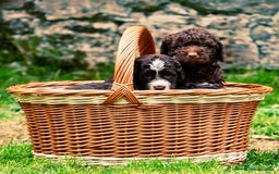 Spanish Water Dog dogs for sale: Spanish Water Dog Puppies  - Image 1
