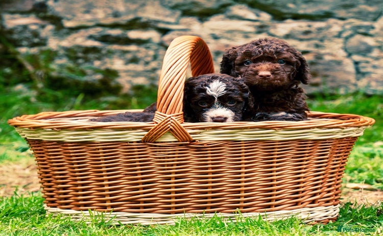 Spanish Water Dog dogs - Advert 3