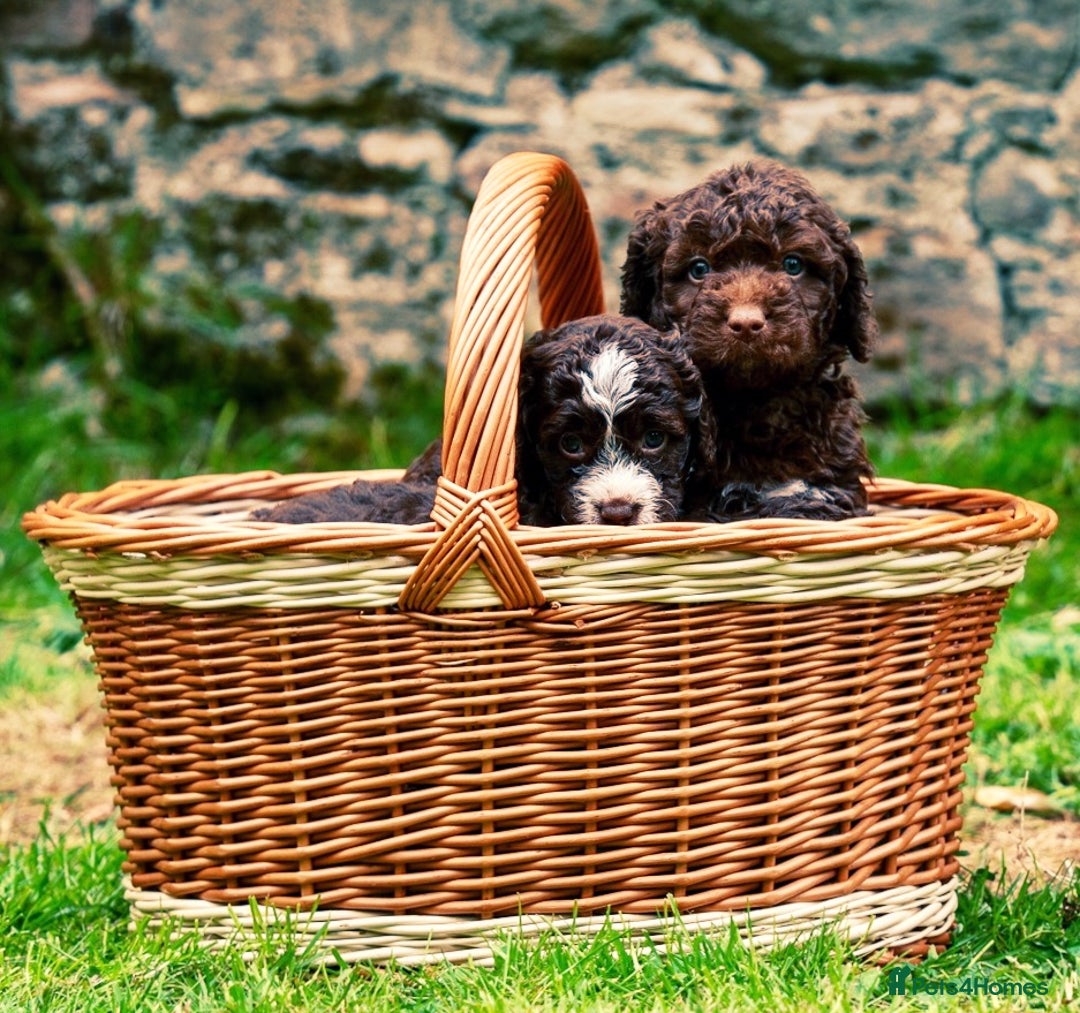 Spanish Water Dog dogs for sale: Spanish Water Dog Puppies  - Image 1