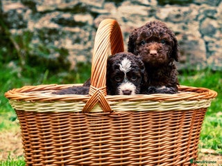 Spanish Water Dog dogs - Advert 2